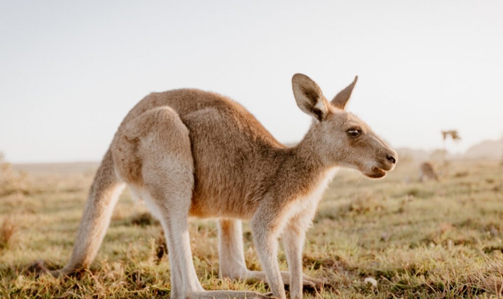 Poszukiwania uciekiniera – kangur na wolności w powiecie działdowskim